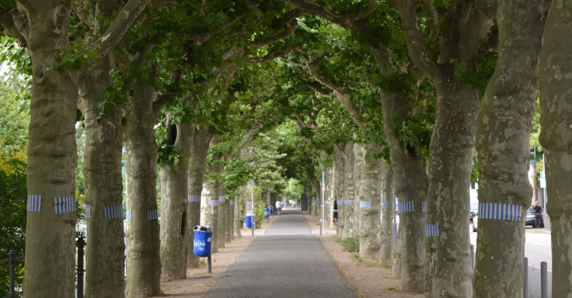 Scabbards for the Professional Arborist