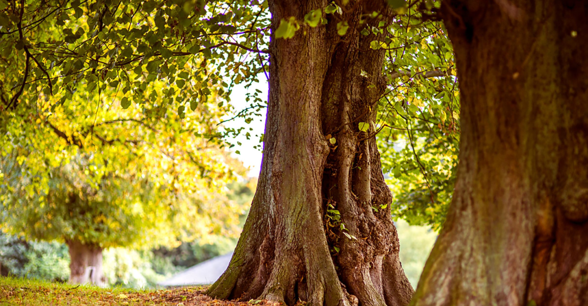 Scabbards for the Professional Arborist
